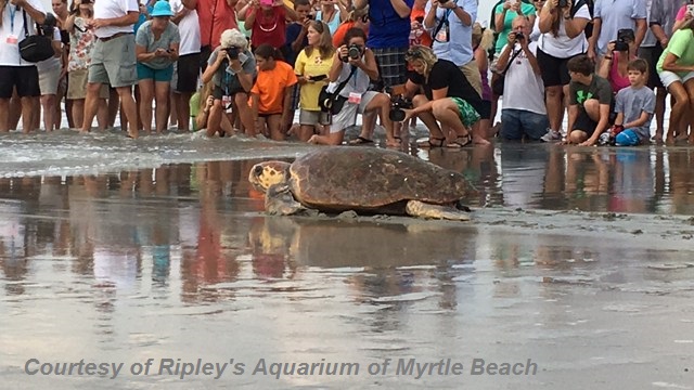 ripleys aquarium of Myrtle Beach, loggerhead seaturtle, aquarium, myrtle beach packages, myrtle beach deals, attractions in myrtle beach