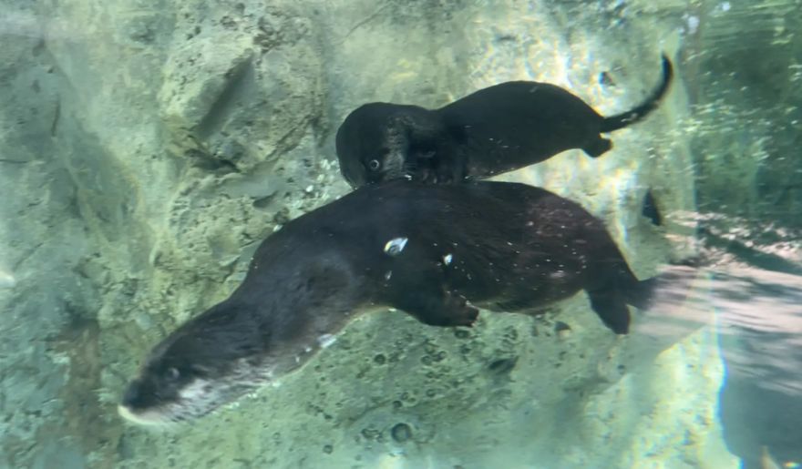 The large Sea Otter swimming in an aquarium tank with her pup at Lowcountry Zoo