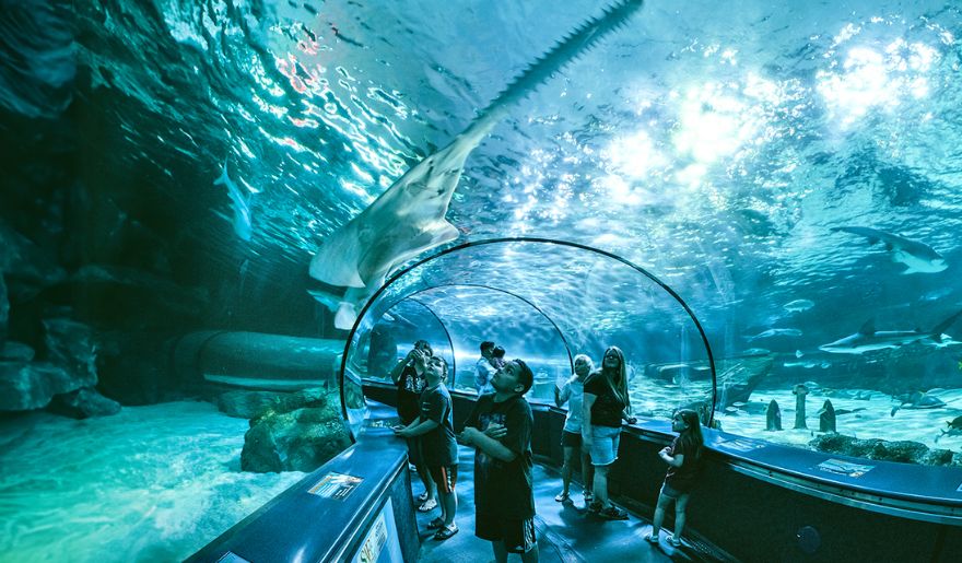 The tourists amaze at a large sawfish swimming in an aquarium tank, with other marine life visible in the background.