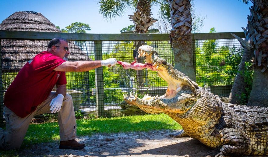 The animal keeper feeding the large alligator in the Alligator Adventure