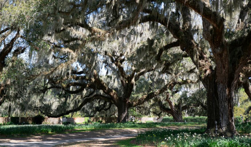 A scenic path in Brookgreen Gardens with majestic live oaks draped in Spanish moss, perfect for a serene walk during your Myrtle Beach romantic getaway.