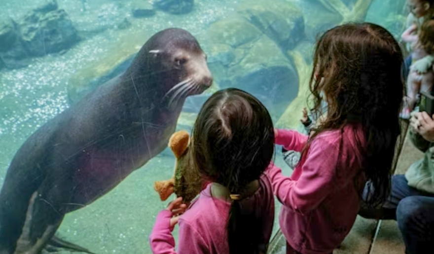 Two children observe a sea lion swimming in an aquarium at the Lowcountry Zoo, Myrtle Beach Attractions for Kids.