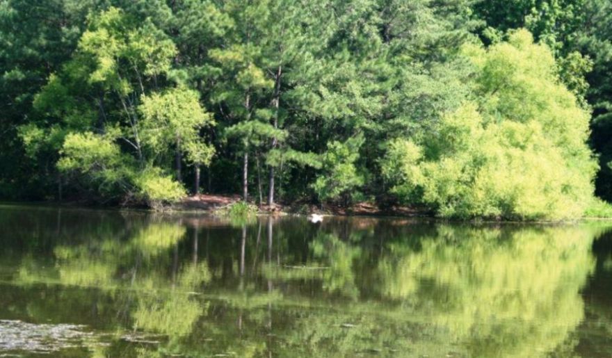 A serene lake surrounded by trees, with tranquil waters reflecting the beauty of nature in Carolina Bay Nature Reserve.