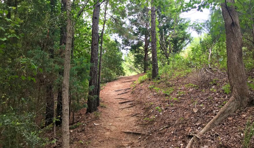 A serene trail in Horry County Bike and Run Park, surrounded by lush trees and vibrant grass, inviting hikers to explore nature's beauty.