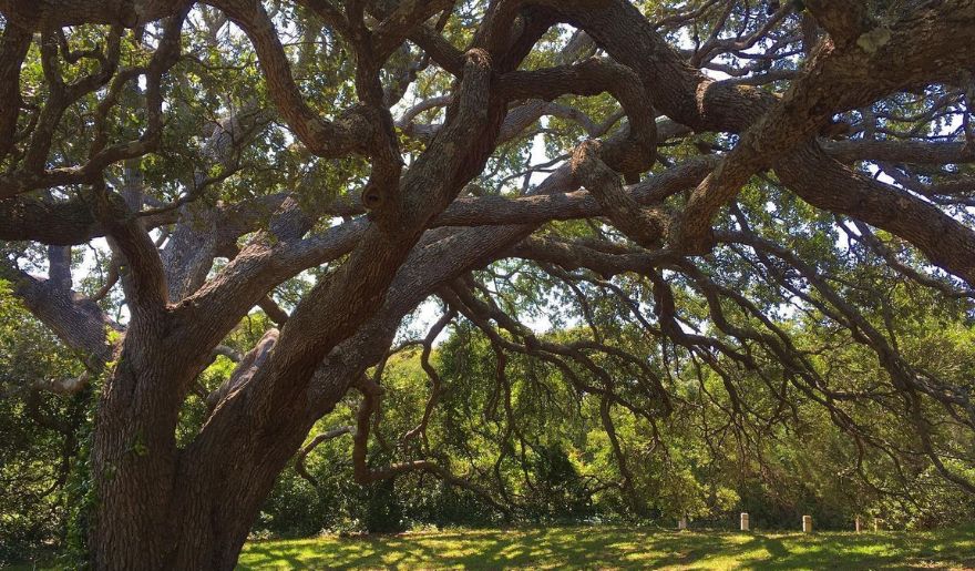 A majestic tree with extensive branches illuminated by sunlight, located along the Myrtle Beach State Park.