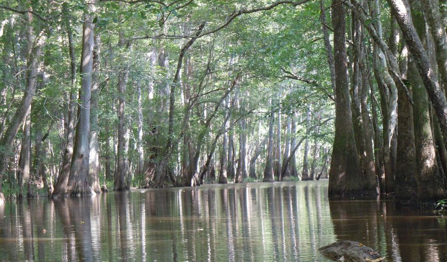 The calm waters of a swamp, showcasing the picturesque environment of Waccamaw National Wildlife Refuge.