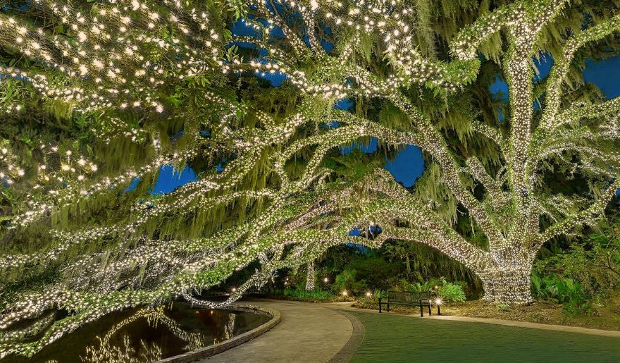 A beautifully lit large tree with white lights, creating a magical scene at Brookgreen Gardens for Myrtle Beach Christmas.