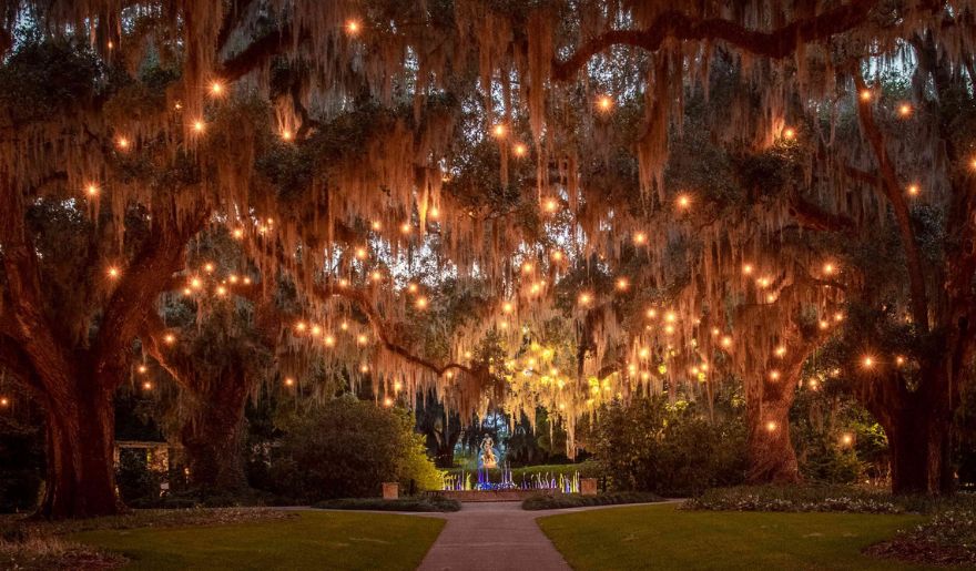 A serene walkway beneath a tree adorned with twinkling lights, creating a magical atmosphere at Brookgreen Gardens' Winter Lights.