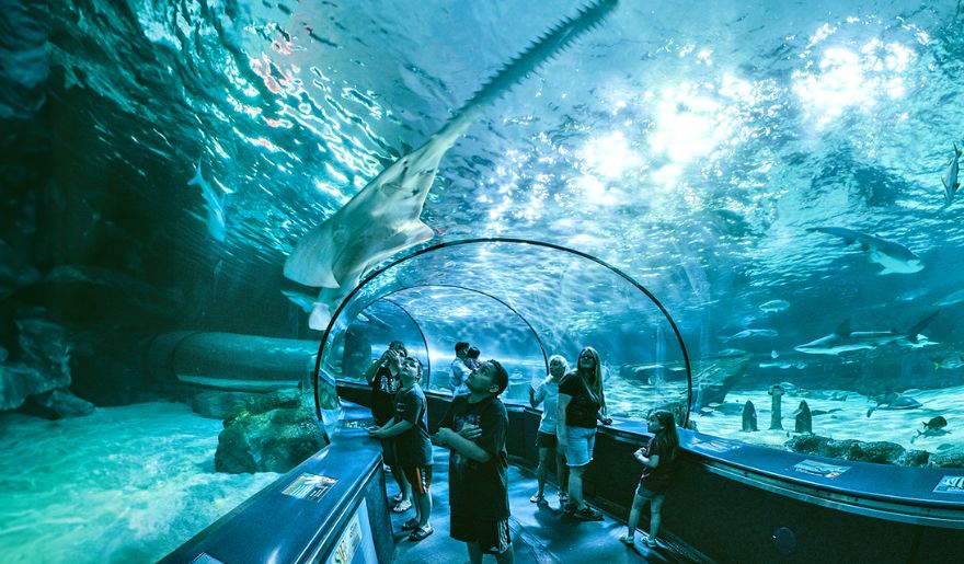 A group of people amaze on large shark in an aquarium at Ripley’s Aquarium, located at Broadway at the Beach, Myrtle Beach.