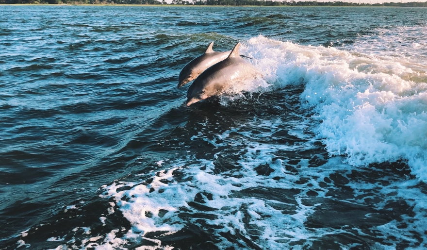 Two dolphins are swimming in the ocean, captured during a winter dolphin watching cruise at Myrtle Beach.