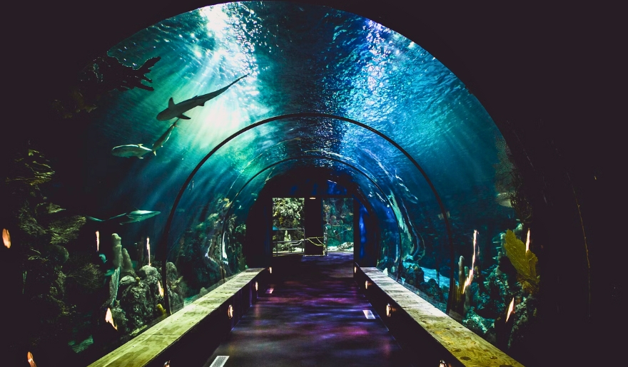 An aquarium tunnel at Ripley’s Aquarium in Myrtle Beach, displaying diverse fish and marine life during the winter season.