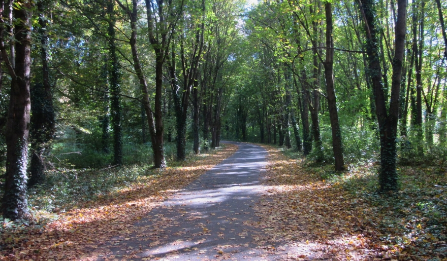 A tranquil forest path lined with trees and leaves, showcasing the Grissom Parkway Trail Myrtle Beach.