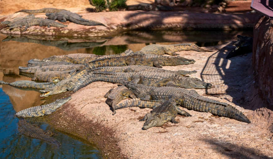 A group of crocodiles lounging on a rock at Alligator Adventure, Myrtle Beach, showcasing their natural behavior.