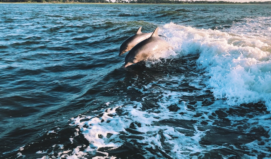 Two dolphins swim in the ocean, captured during a private boat charter for a Myrtle Beach bachelorette party.