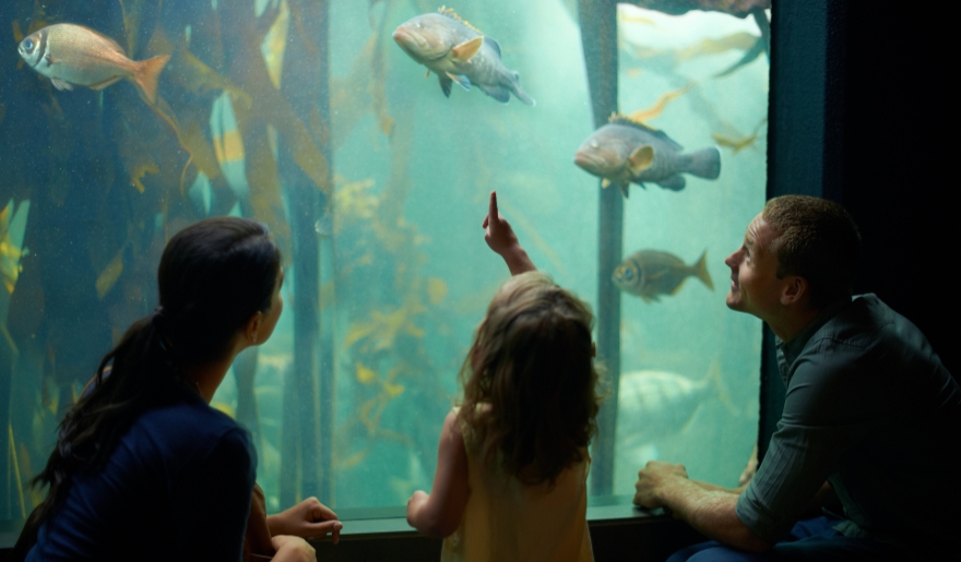 A family enjoys watching fish in an aquarium while exploring Broadway at the Beach during their Myrtle Beach vacation.