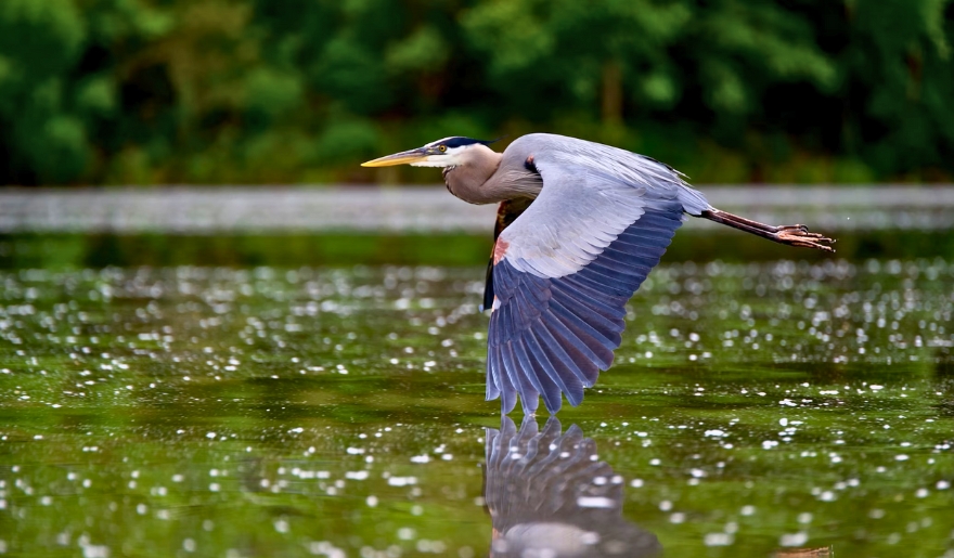 A great blue heron in flight over Huntington Beach State Park, captured during a family vacation in Myrtle Beach.