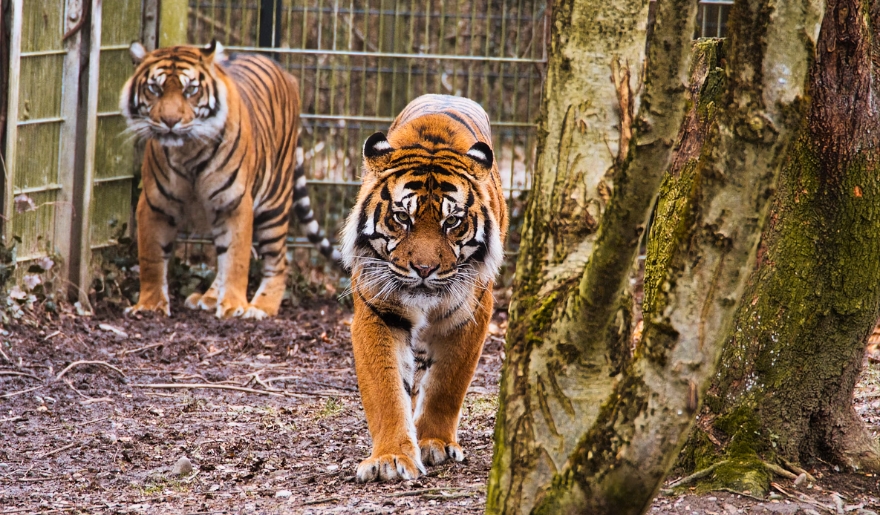 Two tigers stroll through a fenced enclosure at T.I.G.E.R.S. Preservation Station, Myrtle Beach family vacation spot.