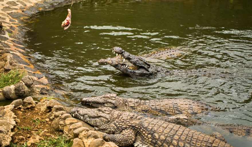 A group of crocodiles in the water at Alligator Adventure, part of a Myrtle Beach family vacation.