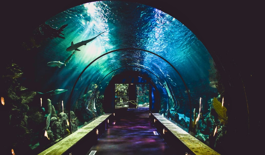 A view of an aquarium tunnel showcasing a shark swimming in a large tank, from the Myrtle Beach Family Vacation at Ripley’s Aquarium.