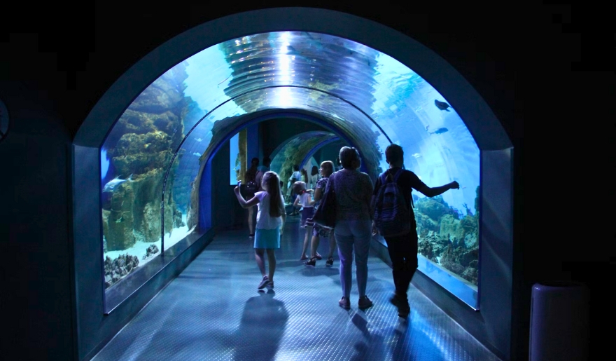 People walking through a glass tunnel surrounded by colorful fish in an aquarium, part of Myrtle Beach attractions.
