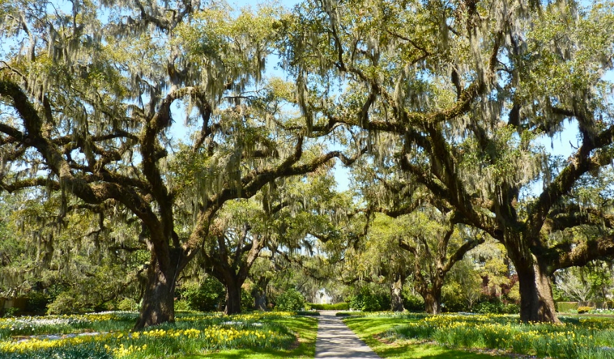 A winter path at Brookgreen Gardens, lined with trees and colorful flowers, inviting visitors to explore the beauty of Myrtle Beach.