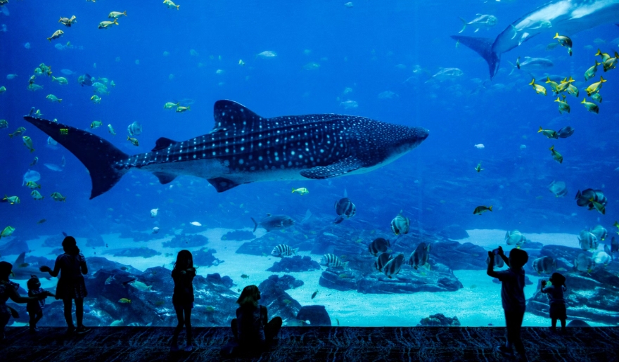 A group of visitors observes a whale shark swimming in Ripley’s Aquarium, Myrtle Beach, during their holiday.