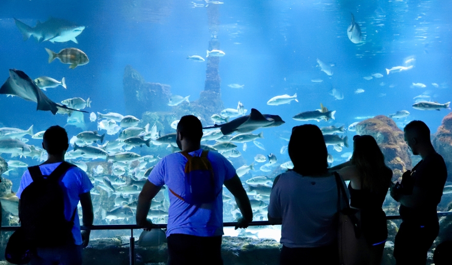 People engage with an aquarium featuring fish and sharks at Ripley’s Aquarium, Myrtle Beach, promoting autism-friendly experiences.
