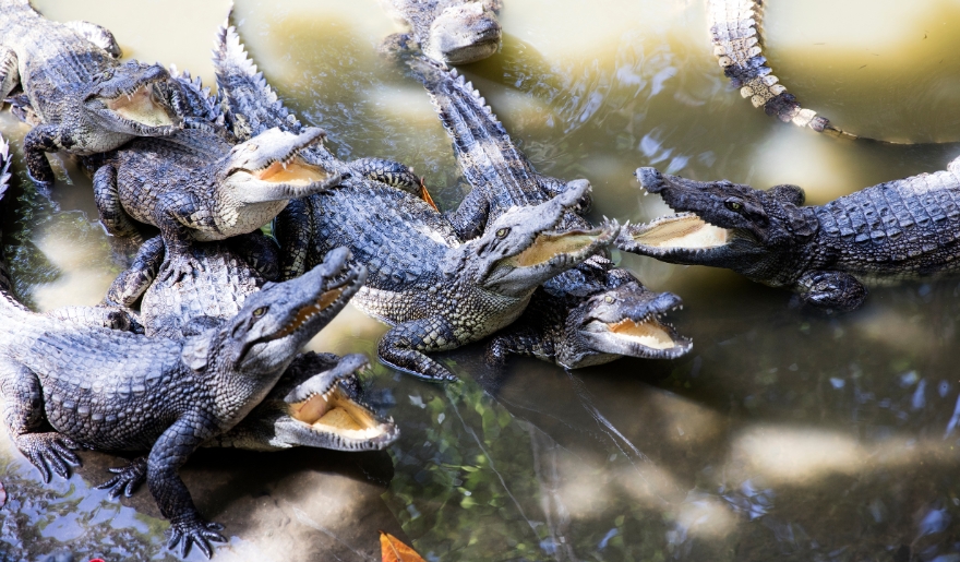 A group of alligators swimming in the water at Alligator Adventure, Myrtle Beach, showcasing their natural habitat.