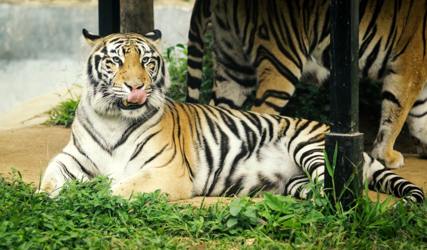 A tiger sitting on the ground with its tongue out at T.I.G.E.R.S. Preservation Station in Myrtle Beach.