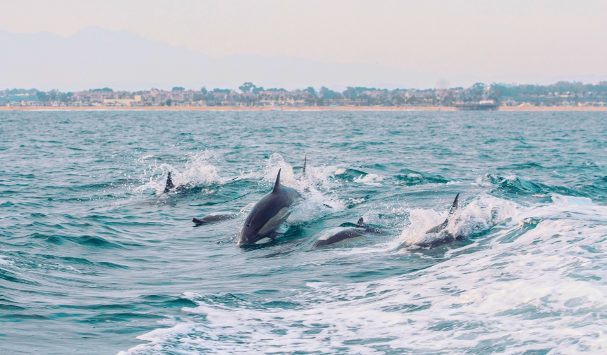 A group of dolphins leaping in the ocean, showcasing the beauty of Myrtle Beach dolphin cruises and eco tours.
