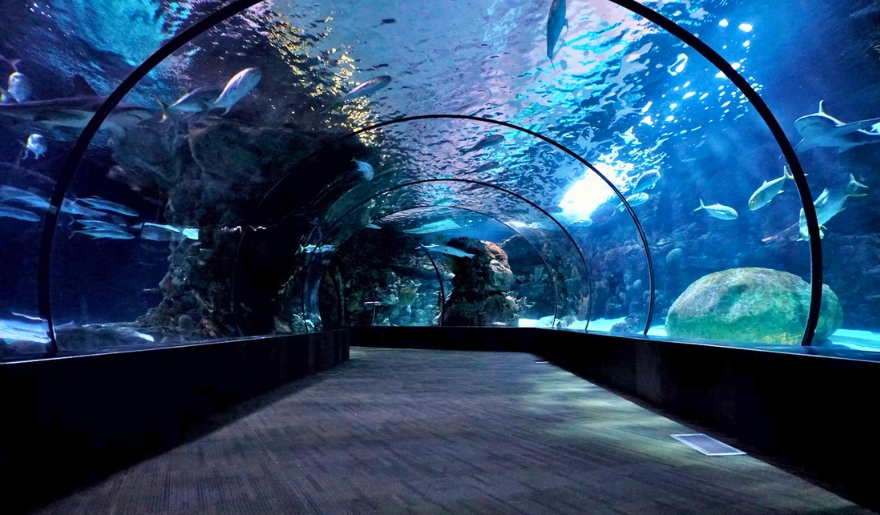 A view of Ripley’s Aquarium in Myrtle Beach, showcasing a walkway and various fish swimming in the water.