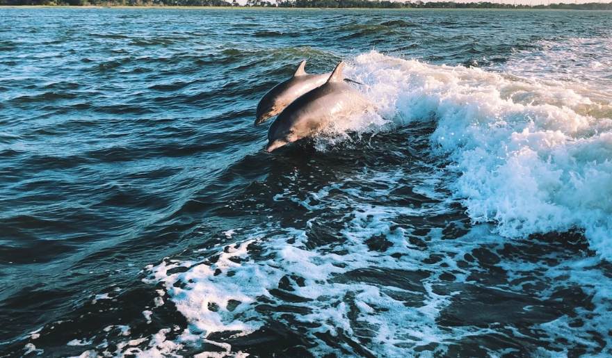 Two dolphins are swimming in the ocean, captured during a winter dolphin watching cruise at Myrtle Beach.