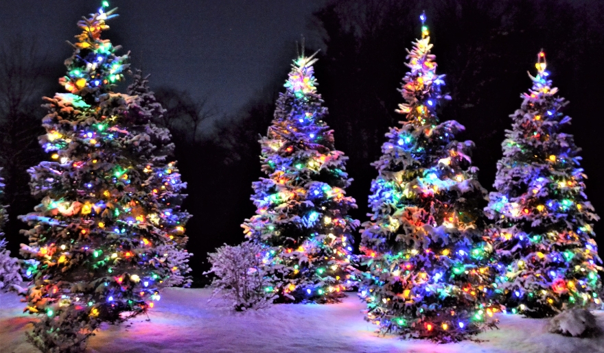 A group of bright Christmas trees in the snow, showcasing holiday spirit at the Myrtle Beach Market Common event.