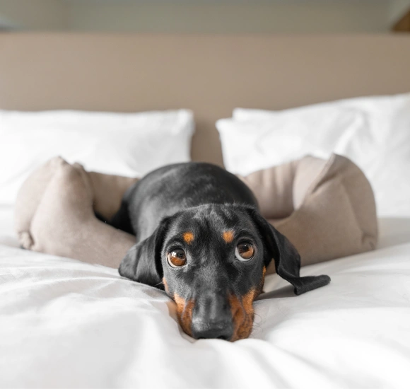 An adorable dachshund lying in a pet bed on a white hotel mattress