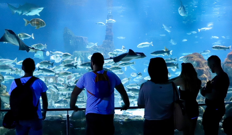 People engaged in viewing fish in large tanks at Ripley’s Aquarium, a popular attraction in Myrtle Beach.