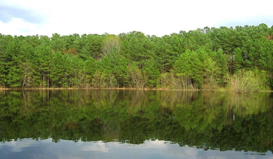 Carolina Bay Nature Reserve lake views near Marina Inn at Grande Dunes Myrtle Beach