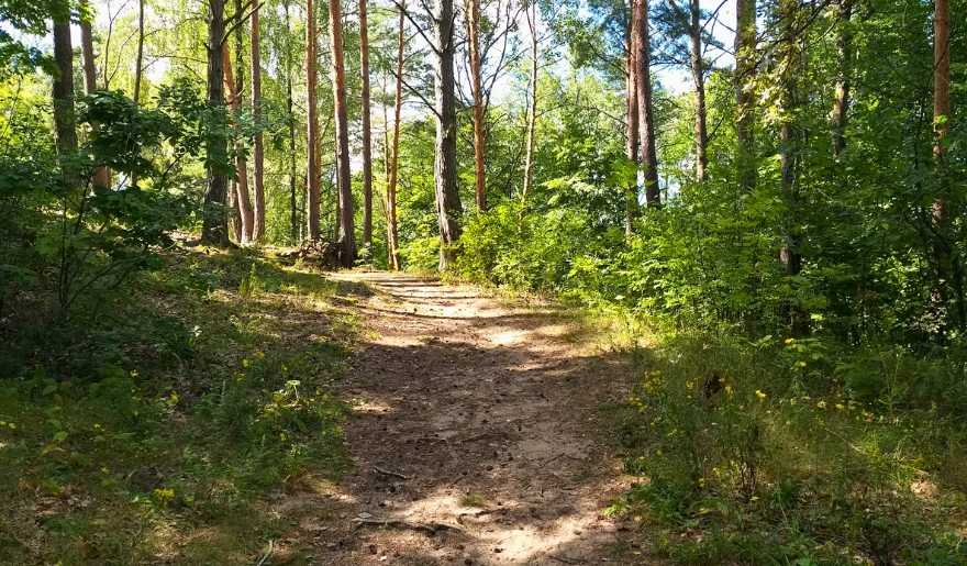 A dirt path winds through trees and grass in Myrtle Beach Hiking Trails at Horry County Bike and Run Park.