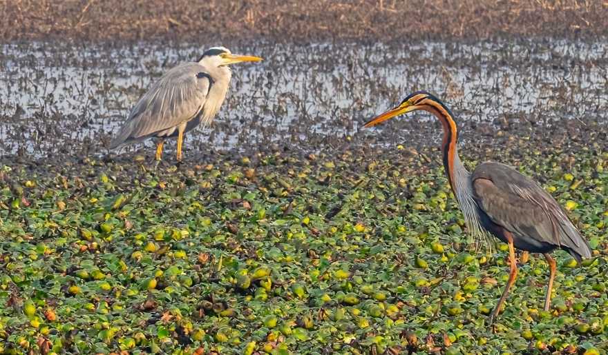 Wading birds in Myrtle Beach wetlands ideal for wildlife viewing and birdwatching - 11 Best Outdoor Activities in Myrtle Beach (2026 Guide)