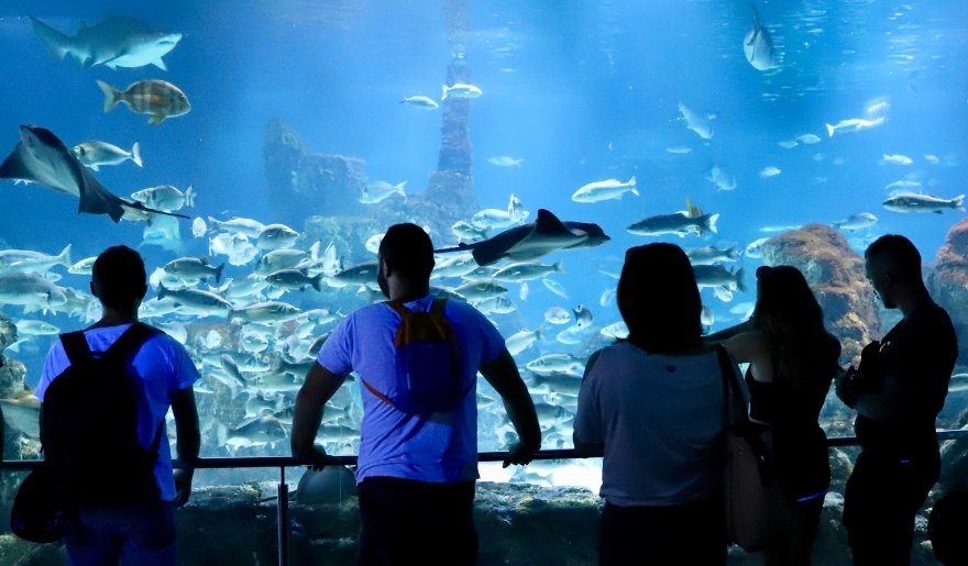 Ripley’s Aquarium visit with families viewing marine life in Myrtle Beach in July