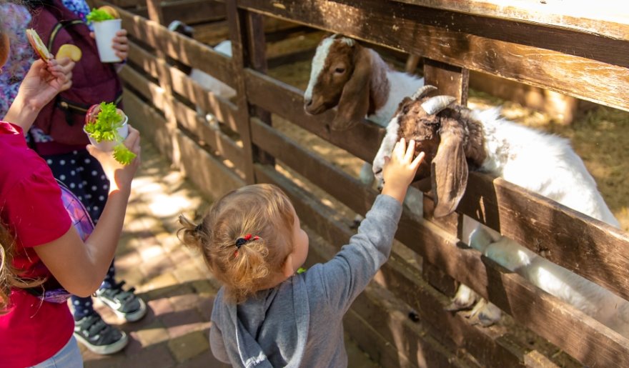 At the Lowcountry Zoo, a girl feeds a goat, enjoying a fun moment at Myrtle Beach's family-friendly attraction.