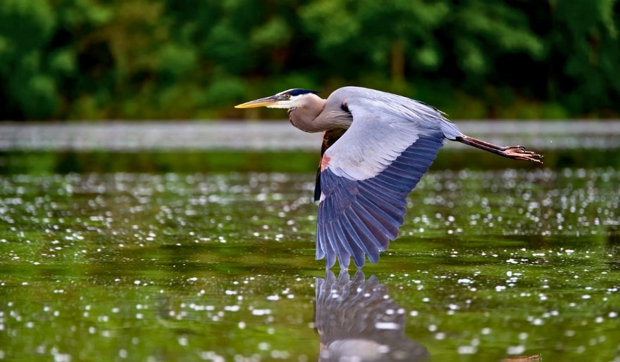 A great blue heron in flight over Huntington Beach State Park, captured during a family vacation in Myrtle Beach.