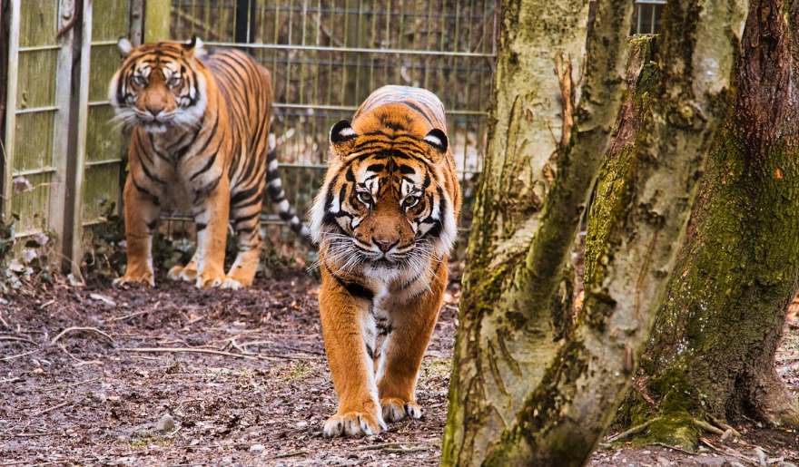 Two tigers stroll through a fenced enclosure at T.I.G.E.R.S. Preservation Station, Myrtle Beach family vacation spot.