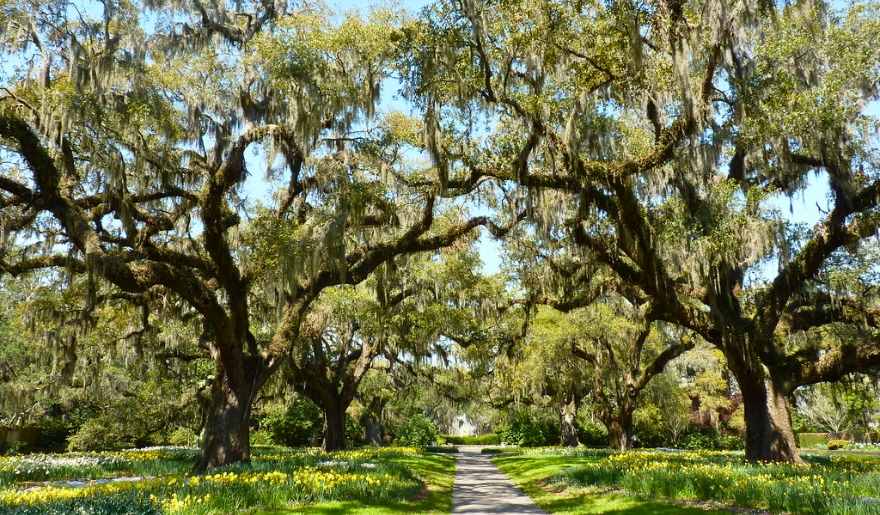 A winter path at Brookgreen Gardens, lined with trees and colorful flowers, inviting visitors to explore the beauty of Myrtle Beach.