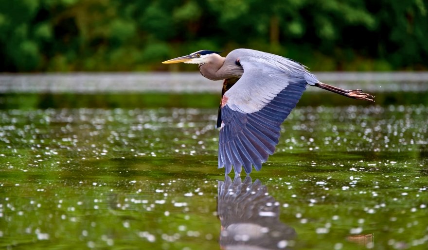 A great blue heron in flight above Myrtle Beach, captured during an April outdoor adventure.