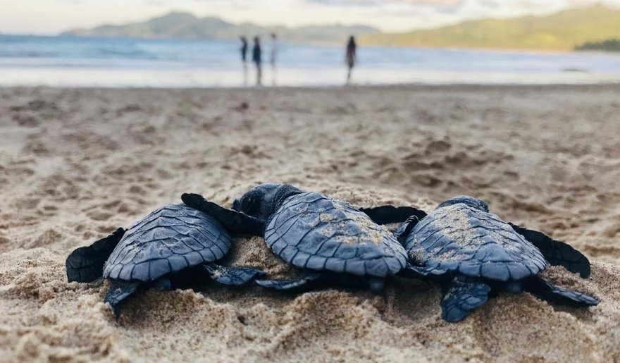 Baby sea turtles make their way across the sand during Myrtle Beach nesting season - Myrtle Beach in May 2026 