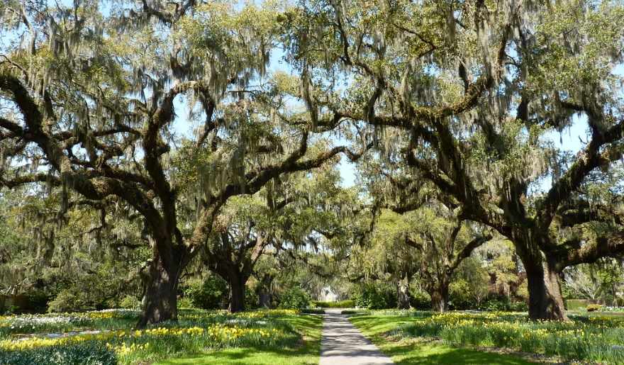 A tranquil pathway through Brookgreen Gardens, bordered by trees, perfect for couples enjoying Myrtle Beach.