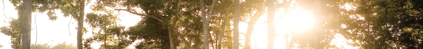 Bright morning sunlight bursting through a dense canopy of green forest trees.