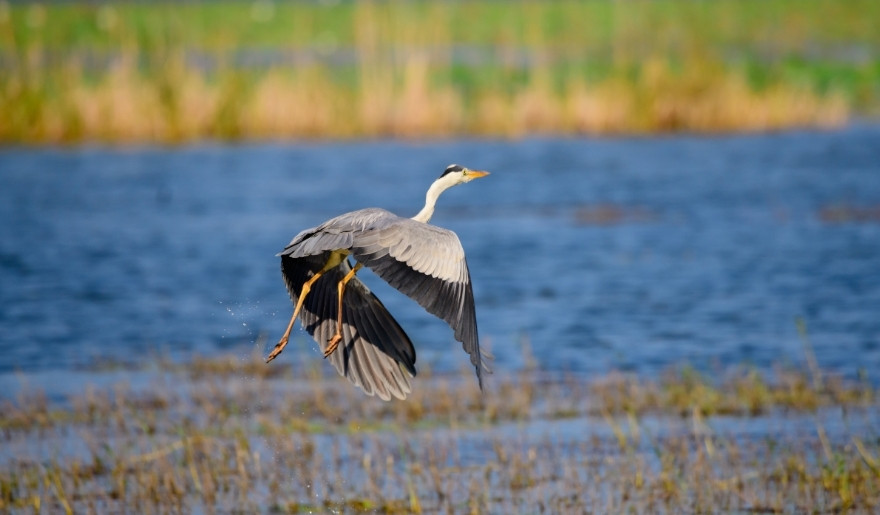 Great blue heron taking flight over a peaceful marsh during Myrtle Beach's off-season wildlife season