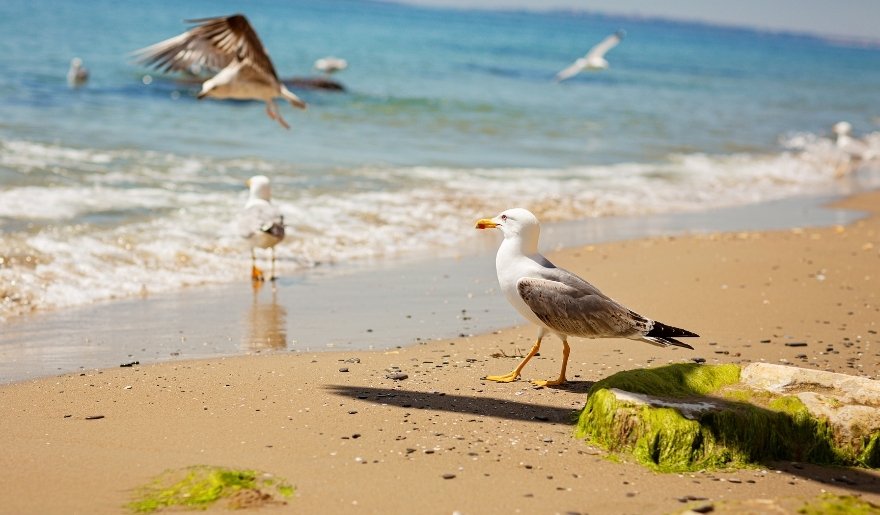 Myrtle Beach in September showcases coastal wildlife along peaceful sandy beaches