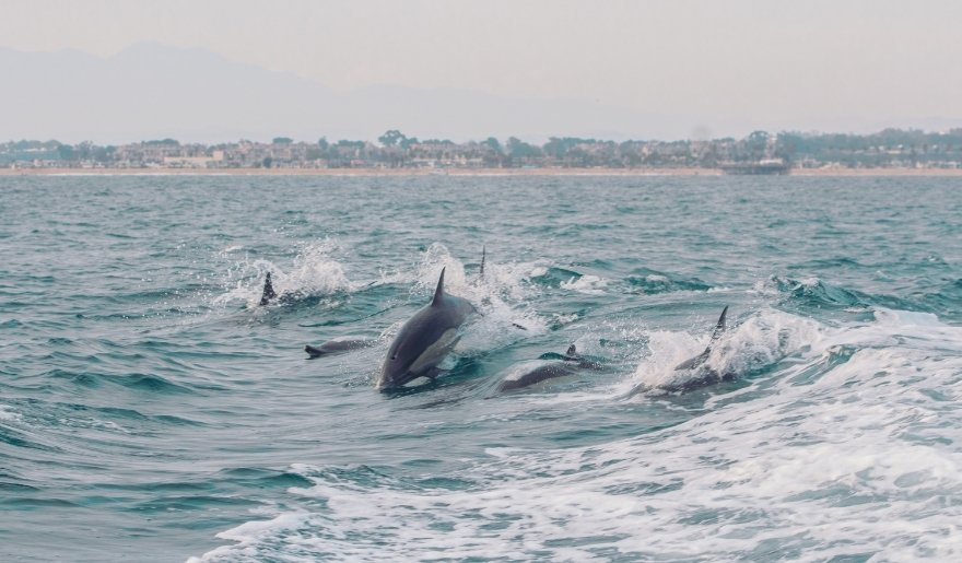 Pod of dolphins swimming alongside a boat during a Myrtle Beach winter dolphin cruise.